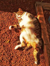 High angle view of cat resting outdoors