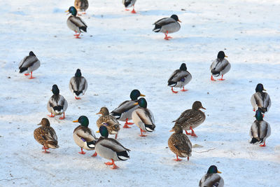 Flock of mallard ducks on snow field