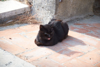 Portrait of black cat on floor