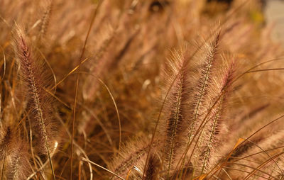 Fluffy golden ears of dry grass, cereal plants sway in the wind.minimal, stylish, trend concept.