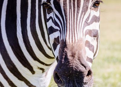 Close-up of zebra