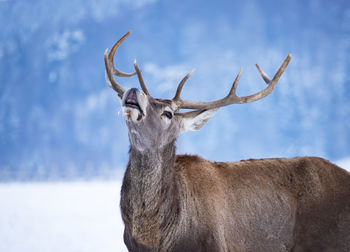 Deer standing in a field