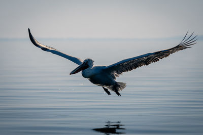 Bird flying over lake