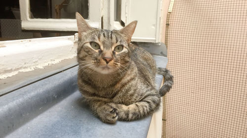 Portrait of cat sitting outdoors