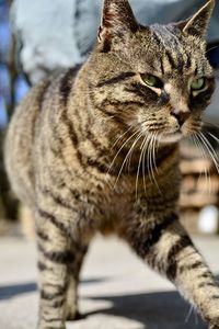 Close-up of cat looking away