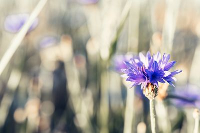 Close-up of purple flowering plant