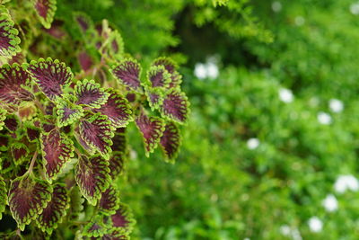 Close-up of flowering plant leaves