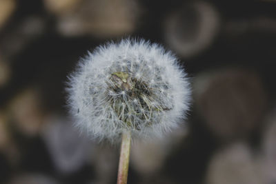 Close-up of dandelion flower