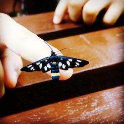 Close-up of butterfly on hand