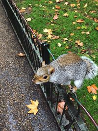 High angle view of squirrel on leaves