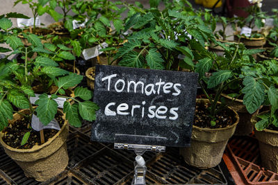 Text on potted plant