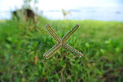 Grass flower on the ground.