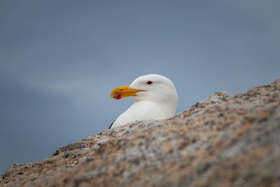 Low angle view of seagull on rock against sky