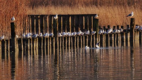 Birds in water