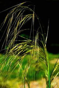 Close-up of wheat growing on field at night