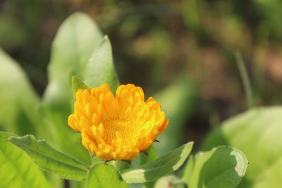 Close-up of yellow flower