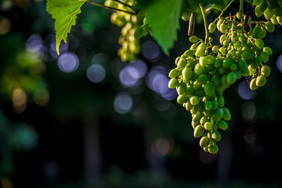 Close-up of grapes growing on tree