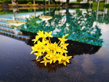 Close-up of yellow flowering plant