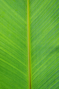 Full frame shot of palm tree leaves