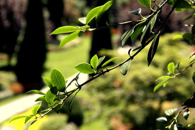 Close-up of leaves on tree