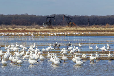 Flock of birds in lake