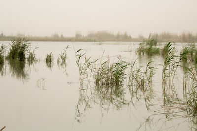 Scenic view of lake