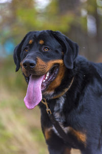 Close-up of dog looking away