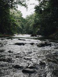 Scenic view of river flowing in forest