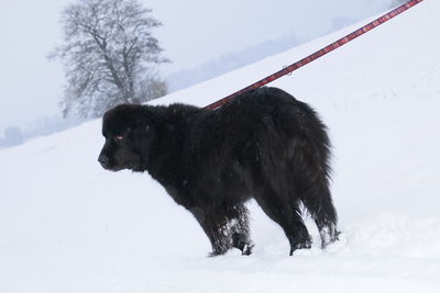 Black dog on snow field during winter