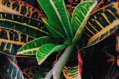 High angle view of leaves on plant