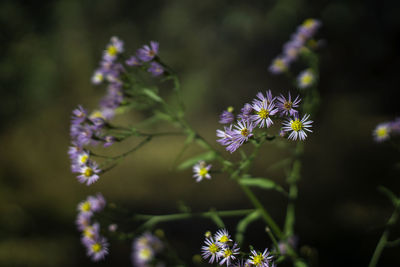 Close-up of purple flowering plant