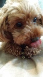 Close-up portrait of a dog