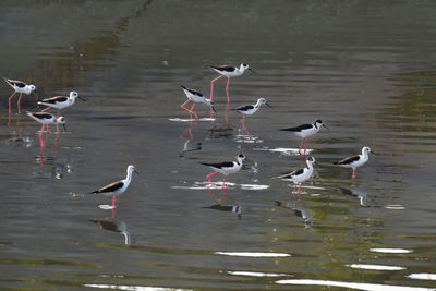 Birds in water