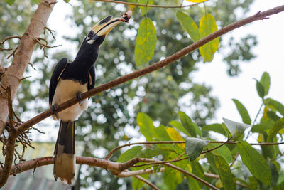 Low angle view of bird perching on tree