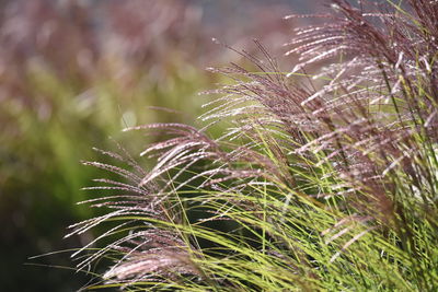 Close-up of crop growing on field