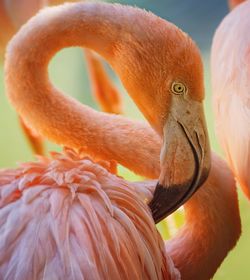 Close-up of a bird