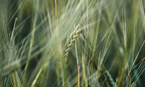 Close-up of wheat growing on field