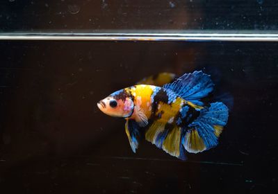 Fish swimming in sea