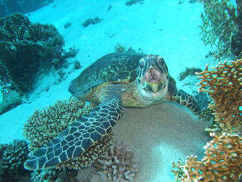 Turtle swimming in sea