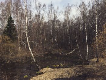 Scenic view of forest