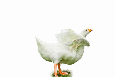 Close-up of seagull over white background