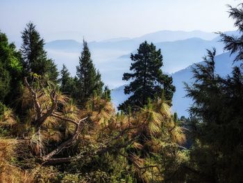 Panoramic view of trees against sky