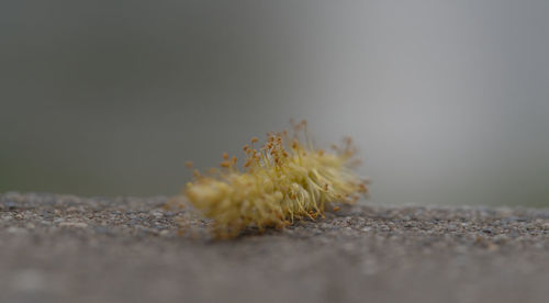 Close-up of dead plant on rock