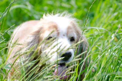 Close-up of dog