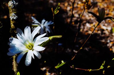 Close-up of flower against blurred background