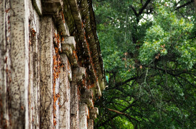 Close-up of a tree trunk in forest