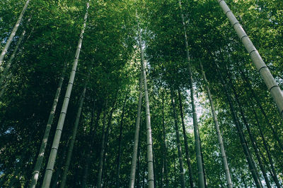 Low angle view of bamboo trees in forest