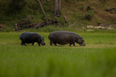 Hippopotamus walking on grassy land