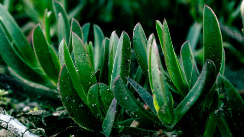 Full frame of leaf on grass