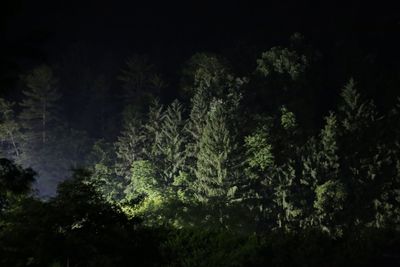 Low angle view of trees at night